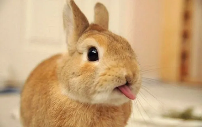175 Of The Most Adorable Animal Mlems" Ever"