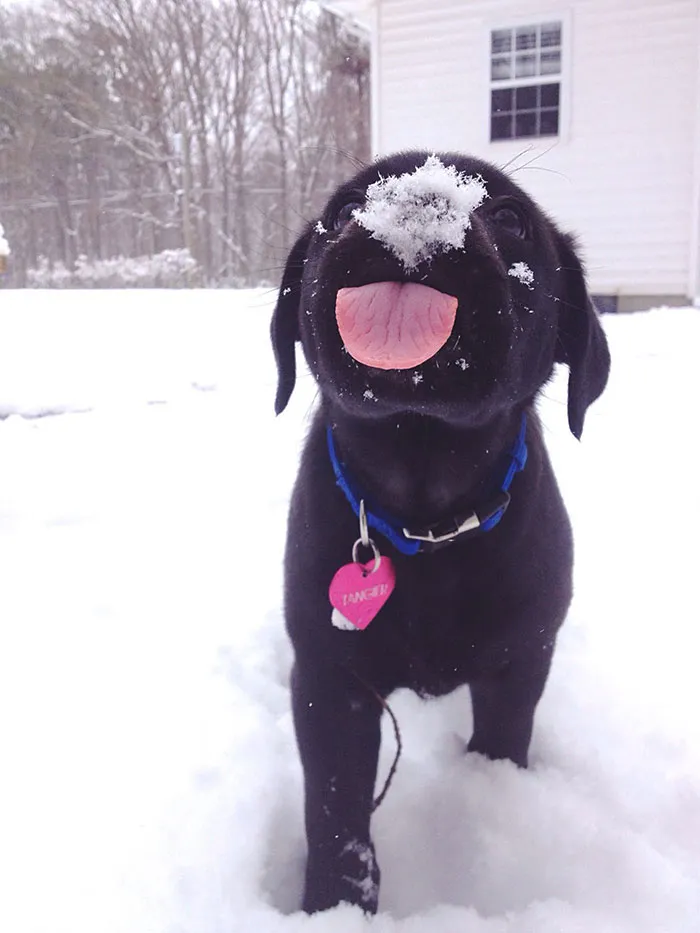 175 Of The Most Adorable Animal Mlems" Ever"
