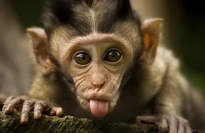 175 Of The Most Adorable Animal Mlems" Ever"