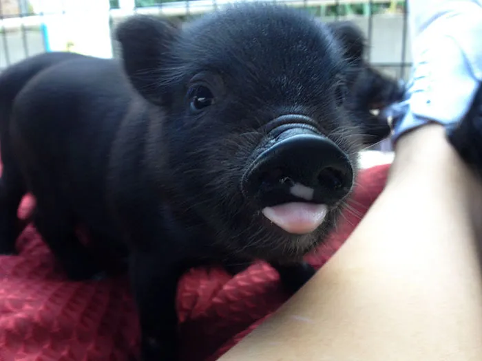 175 Of The Most Adorable Animal Mlems" Ever"