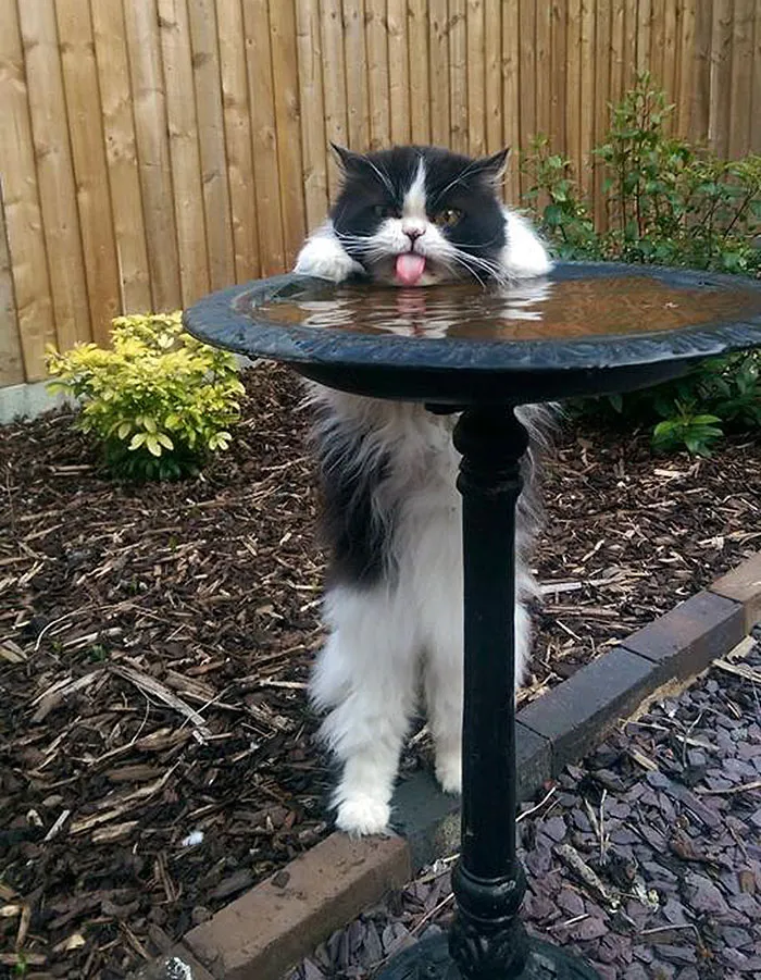 175 Of The Most Adorable Animal Mlems" Ever"