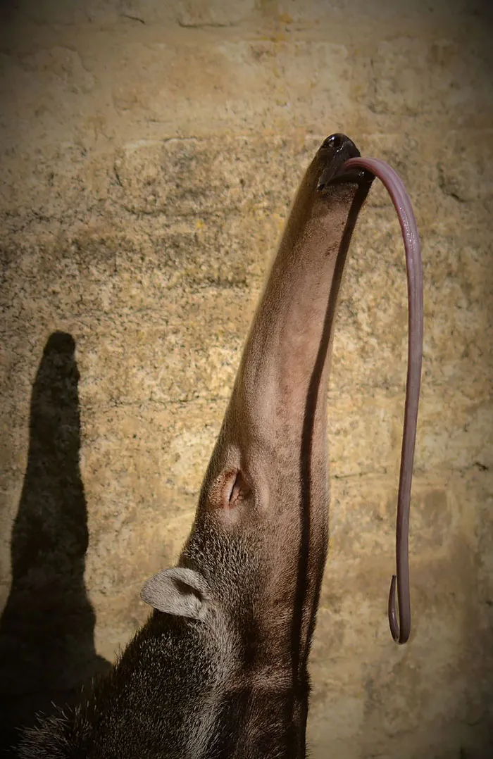 175 Of The Most Adorable Animal Mlems" Ever"