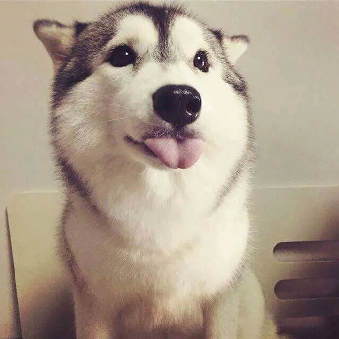 175 Of The Most Adorable Animal Mlems" Ever"