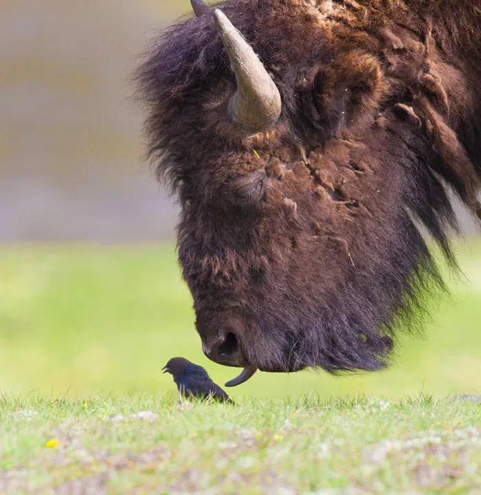175 Of The Most Adorable Animal Mlems" Ever"