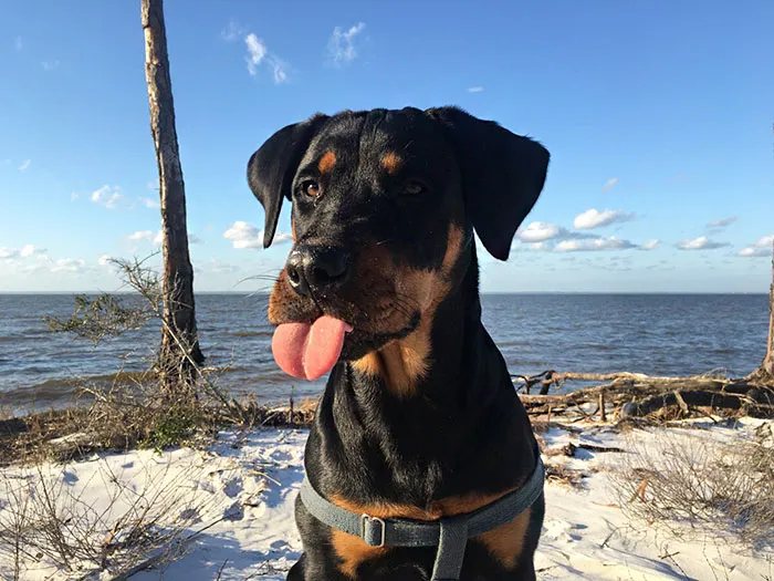 175 Of The Most Adorable Animal Mlems" Ever"