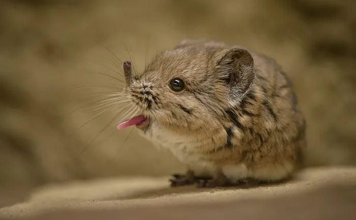175 Of The Most Adorable Animal Mlems" Ever"