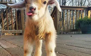 175 Of The Most Adorable Animal Mlems" Ever"