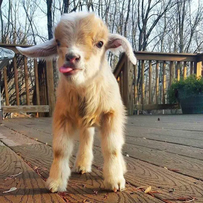 Cute Animal With It's Tongue Sticking Out