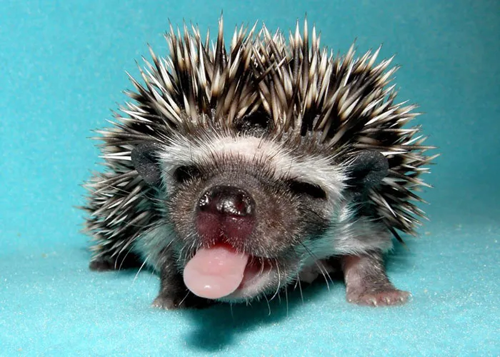 10+ Adorables animales sacando la lengua