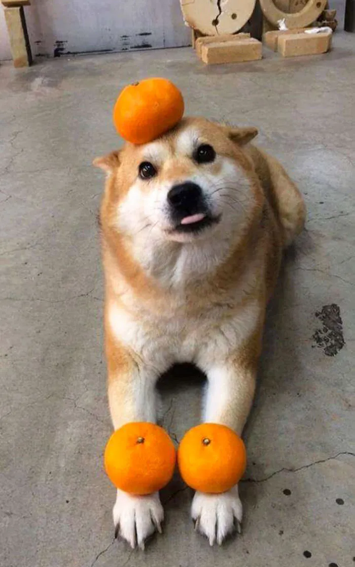 175 Of The Most Adorable Animal Mlems" Ever"