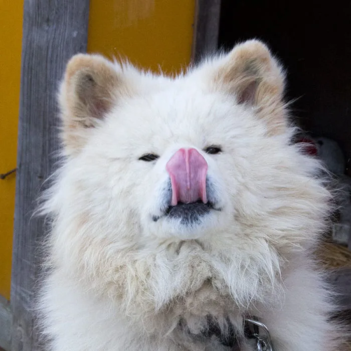175 Of The Most Adorable Animal Mlems" Ever"