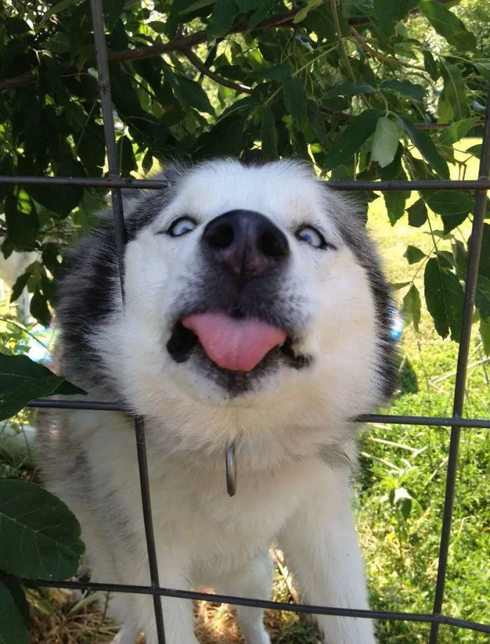 175 Of The Most Adorable Animal Mlems" Ever"
