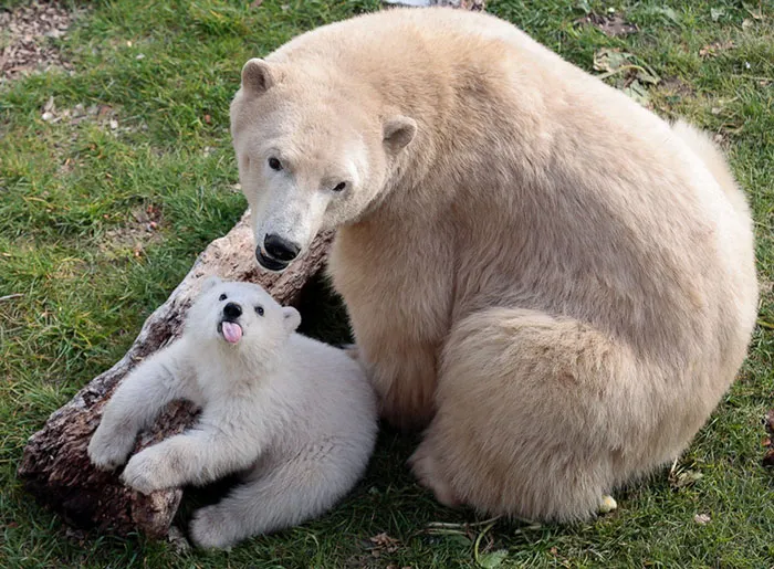 175 Of The Most Adorable Animal Mlems" Ever"
