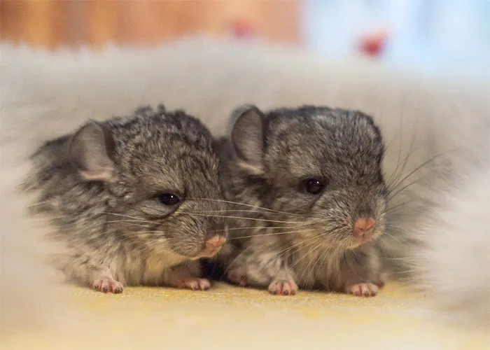 Baby Chinchillas