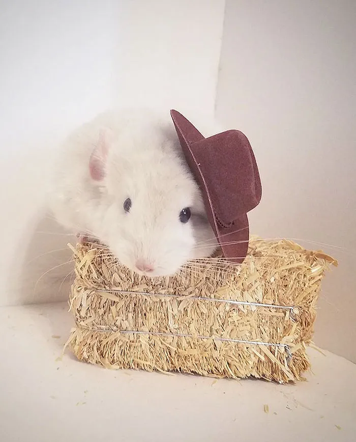 Baby Chinchilla