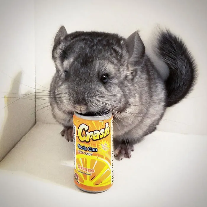 Baby Chinchilla