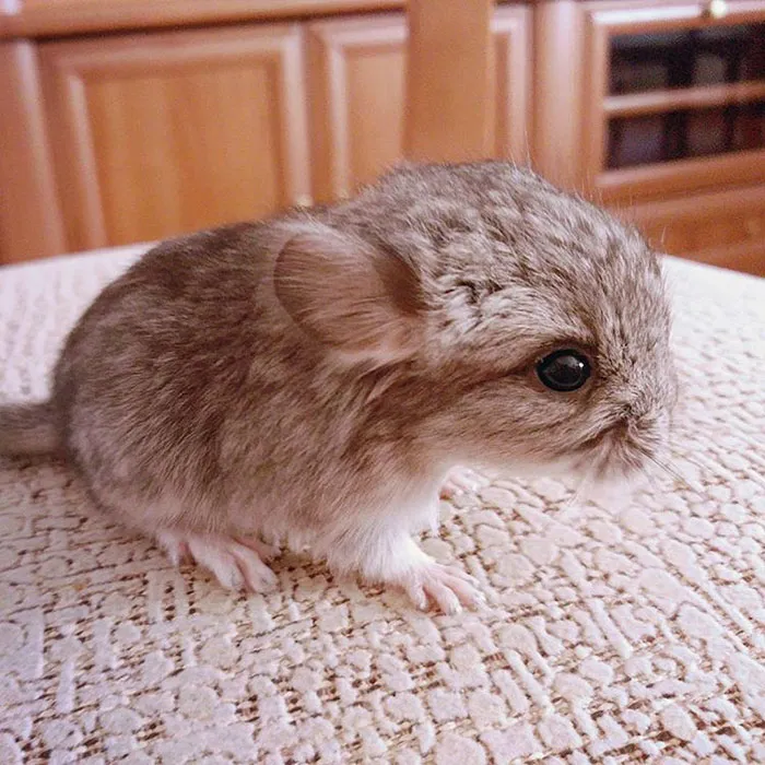 Baby Chinchilla