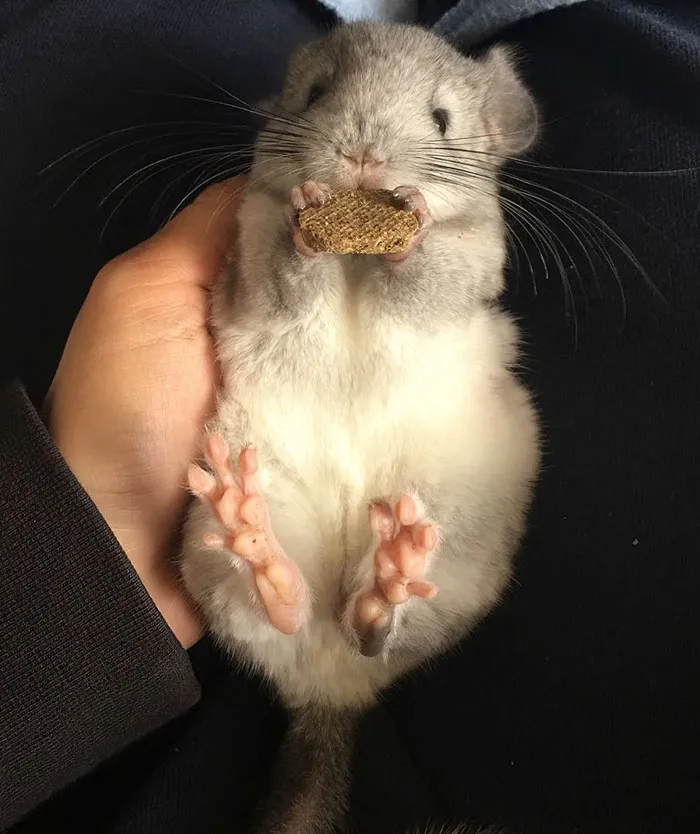 Baby Chinchilla