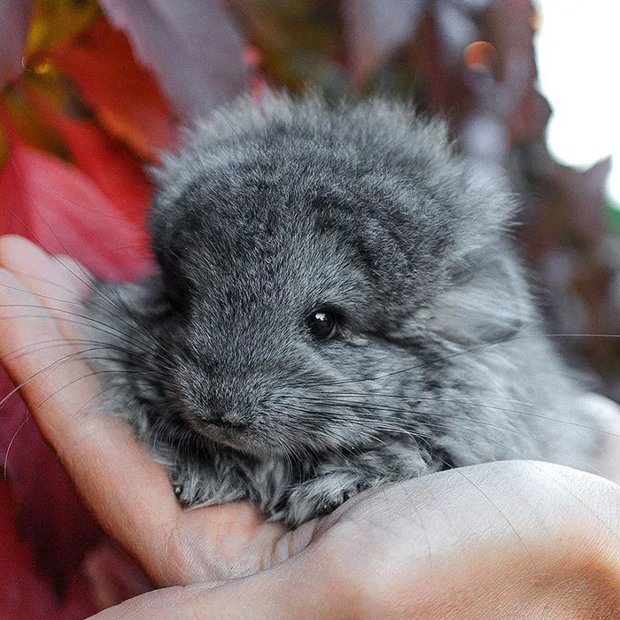 Baby Chinchilla