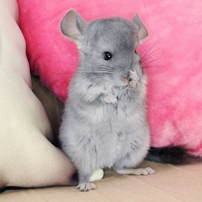 Baby Chinchilla
