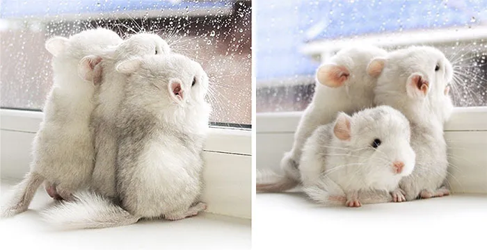 Baby Chinchilla