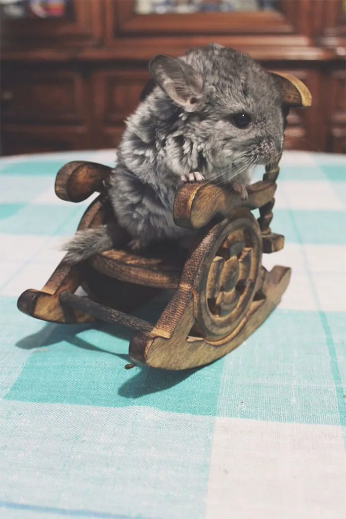 Baby Chinchilla