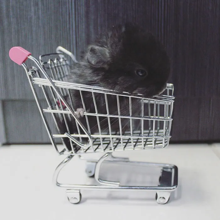 Baby Chinchilla