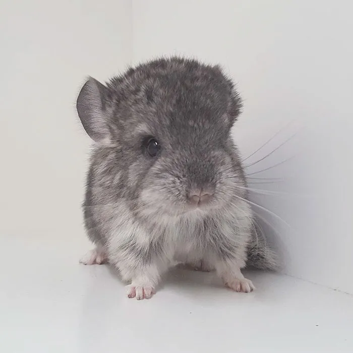 Baby Chinchilla
