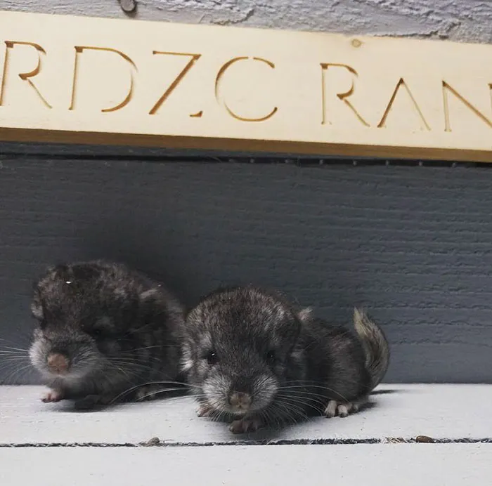 Baby Chinchilla