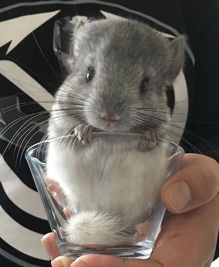 Baby Chinchilla