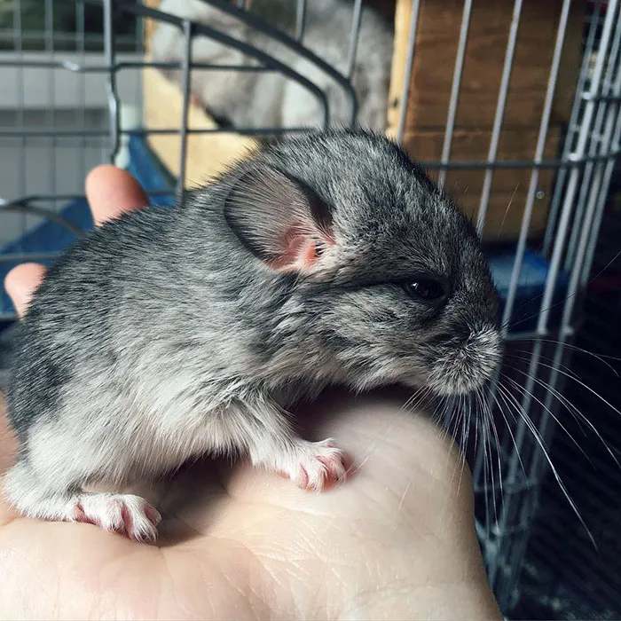 Baby Chinchilla