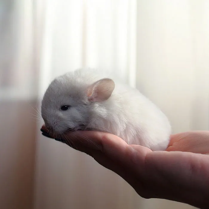 Baby Chinchilla