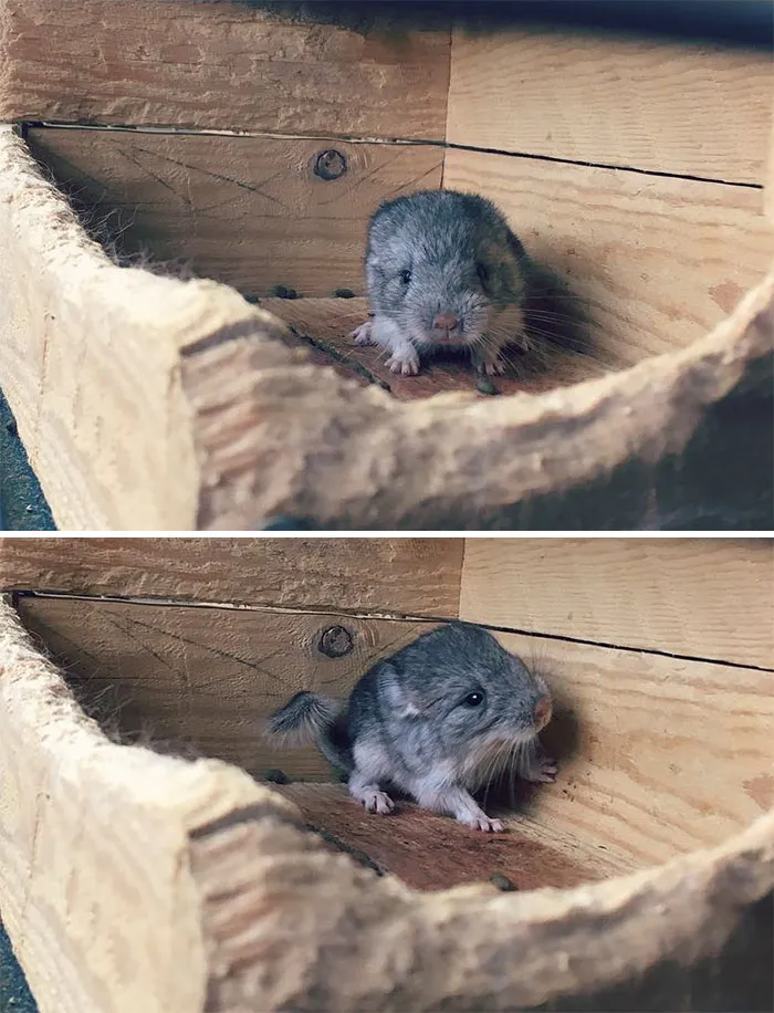 Baby Chinchilla