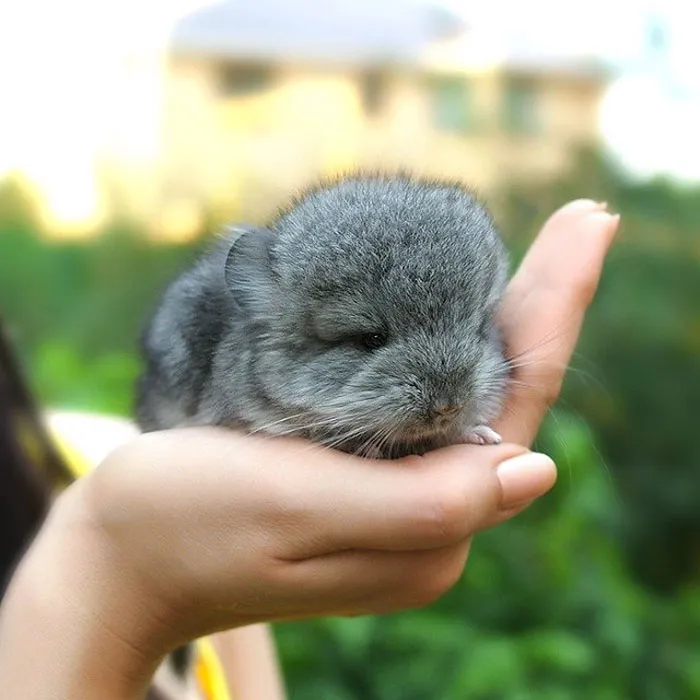 Baby Chinchilla