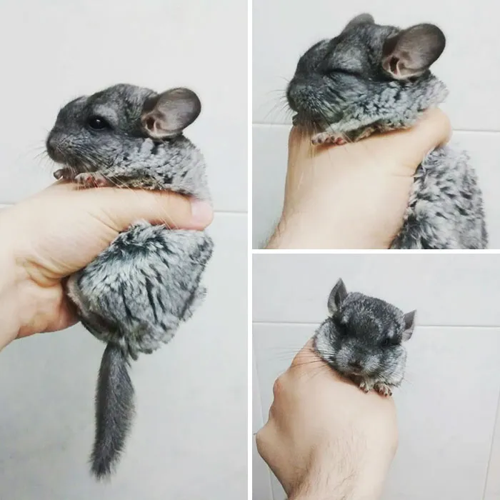 Baby Chinchilla