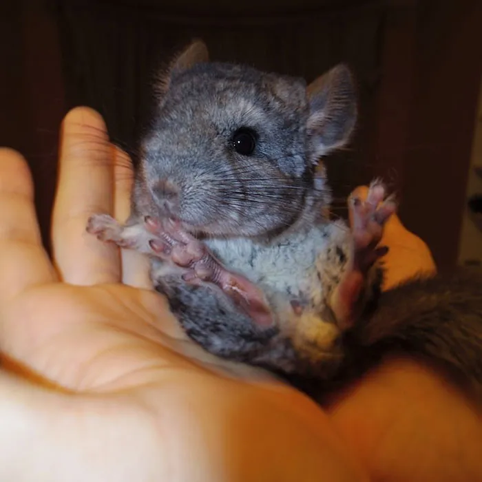 Baby Chinchilla