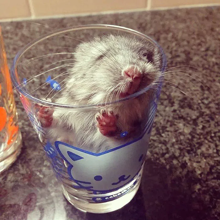 Baby Chinchilla