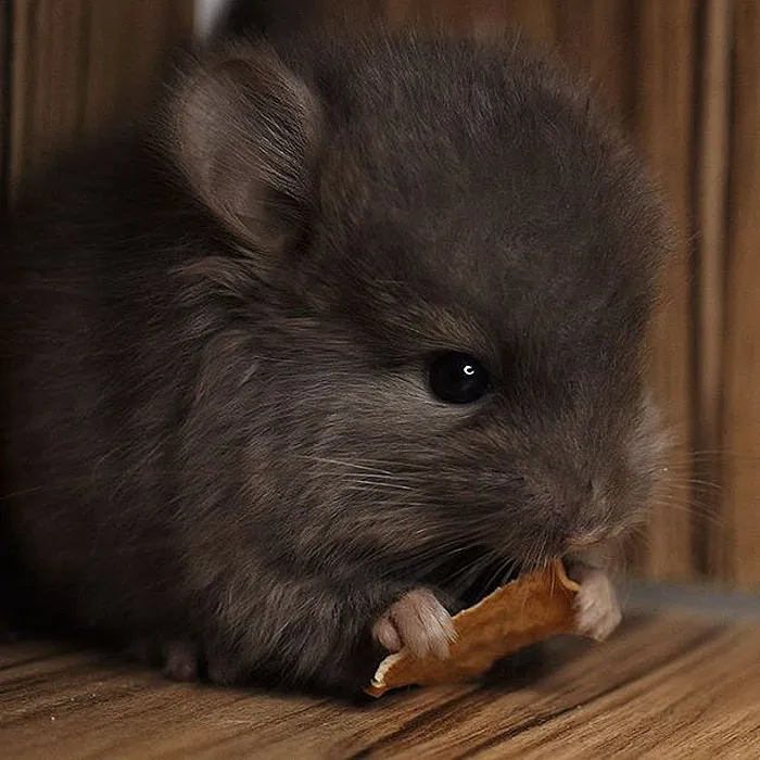 Baby Chinchilla