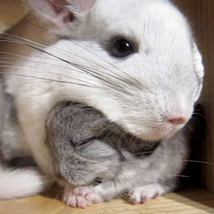 Baby Chinchilla
