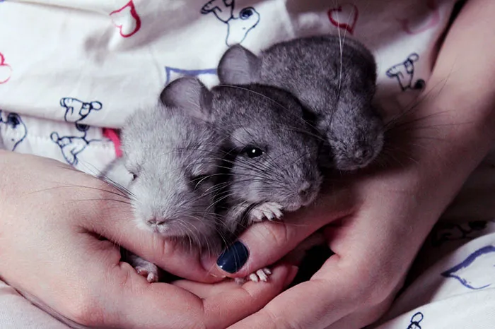 Baby Chinchillas