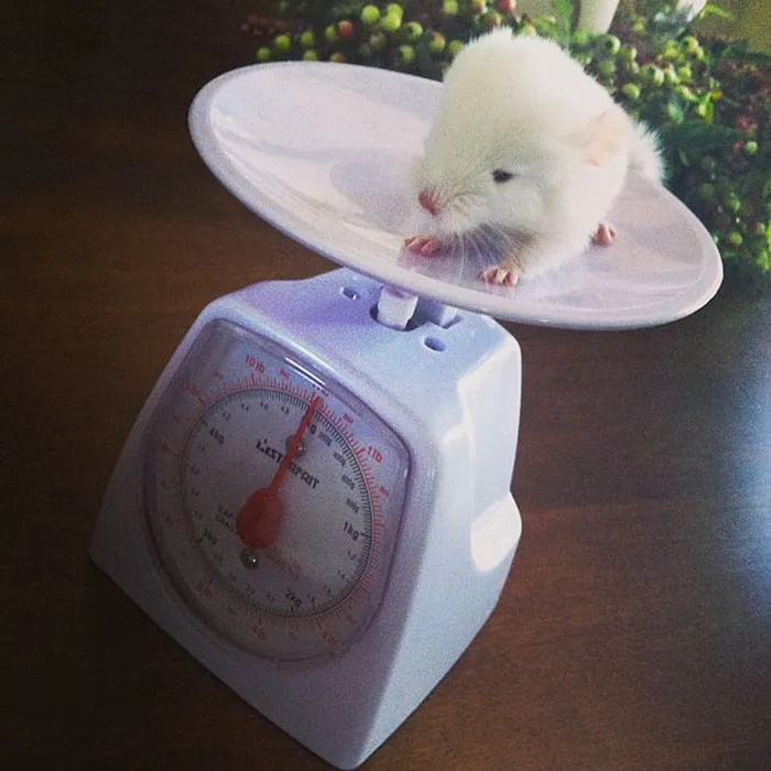 Baby Chinchilla