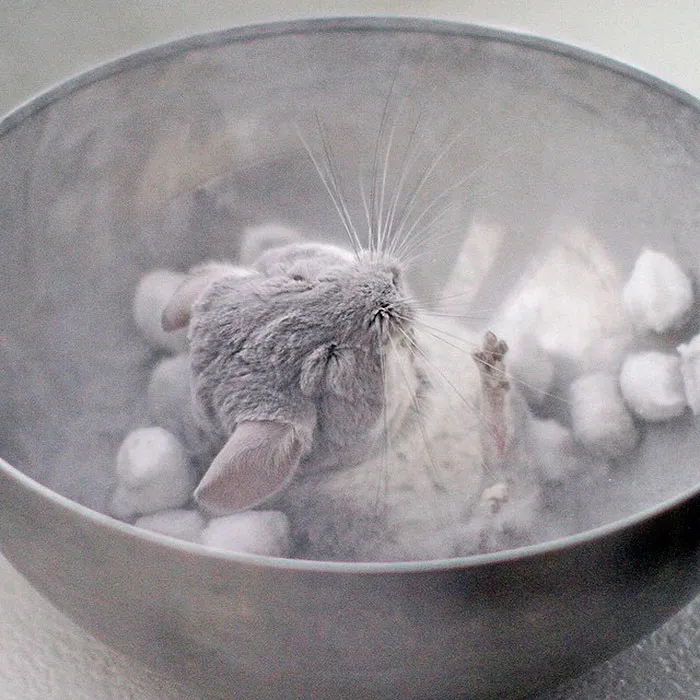Baby Chinchilla