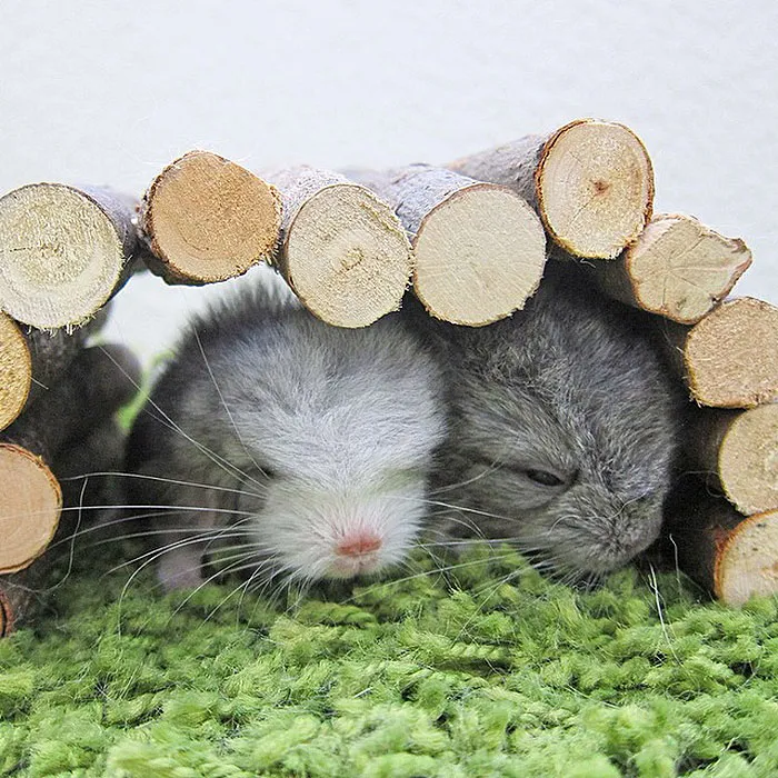 Baby Chinchillas