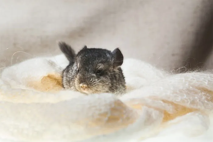Baby Chinchilla