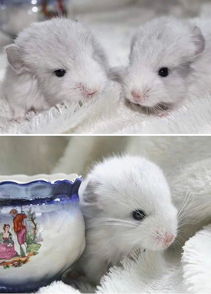 Baby Chinchillas