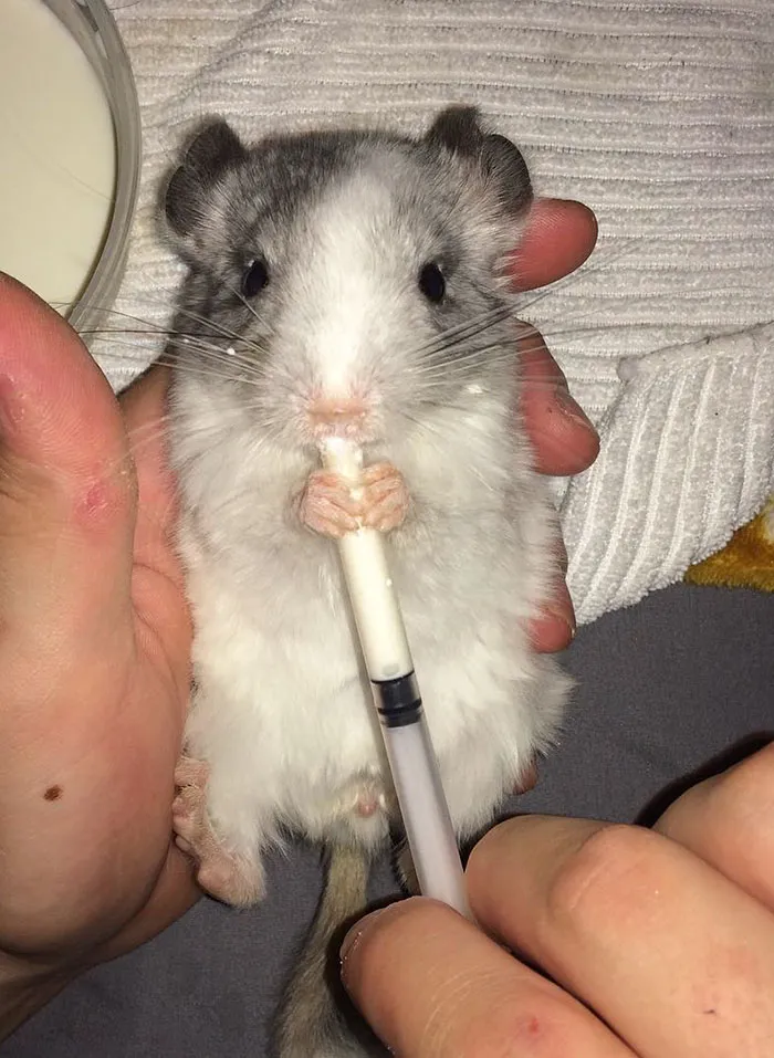 Baby Chinchilla