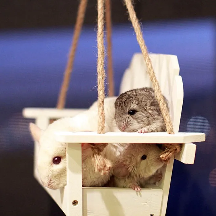 Baby Chinchillas