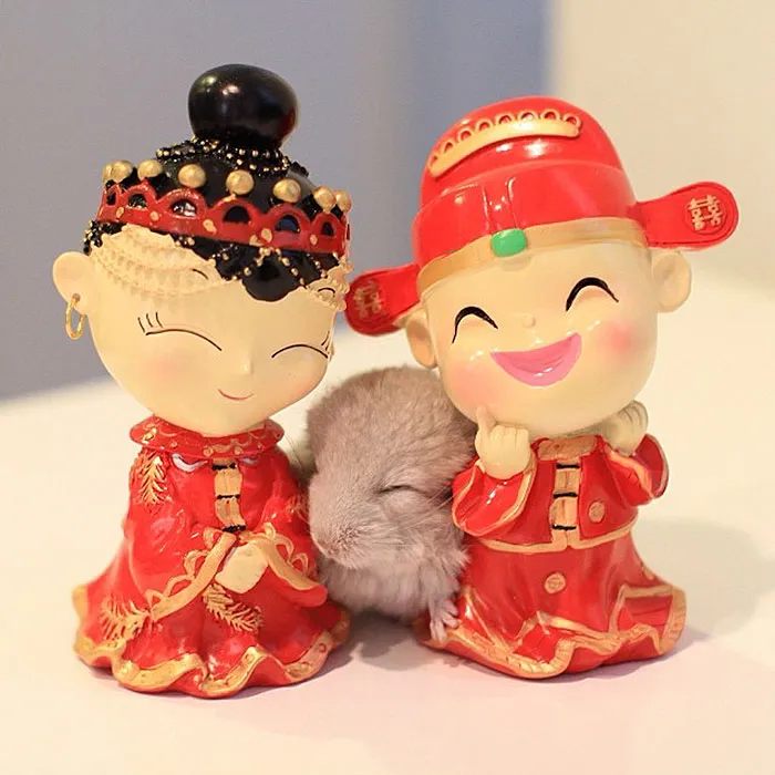 Baby Chinchilla