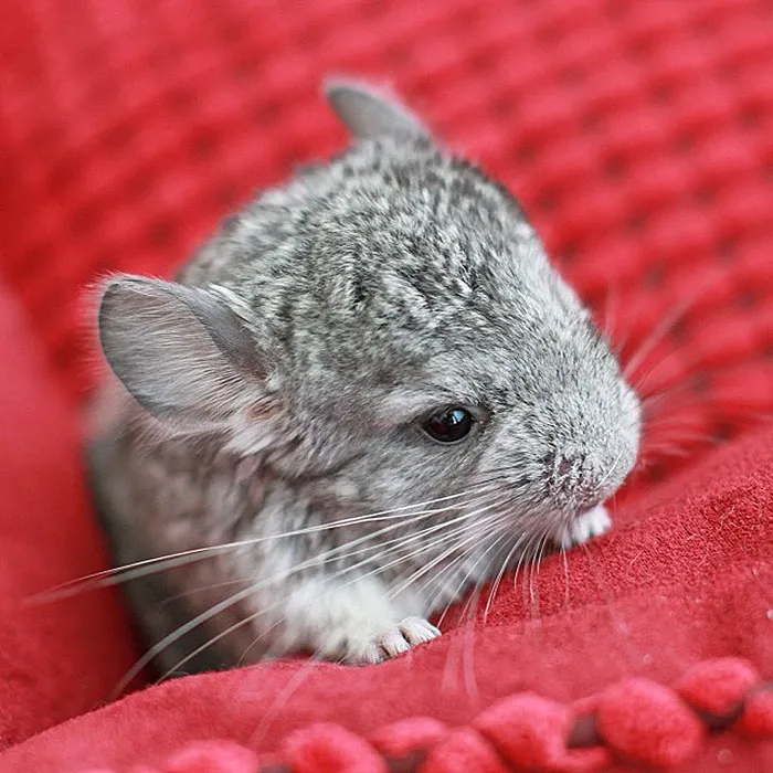 Baby Chinchilla