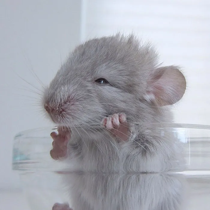 Baby Chinchilla
